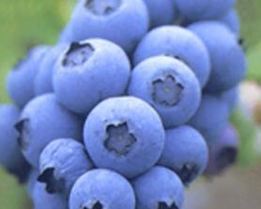 Пюре из запеченных яблок, груш и голубики