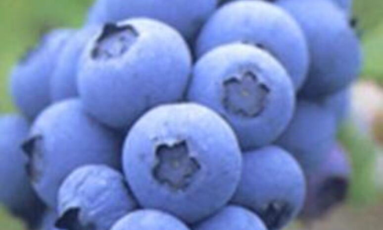 Рецепт пюре из запеченных яблок, груш и голубики