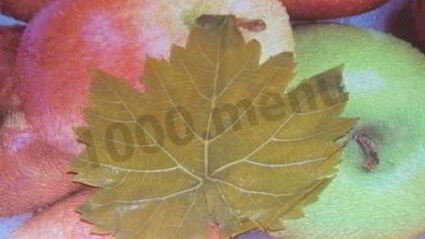 долма с мятой и круглым рисом