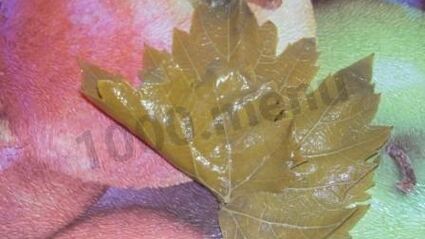 долма с мятой и круглым рисом