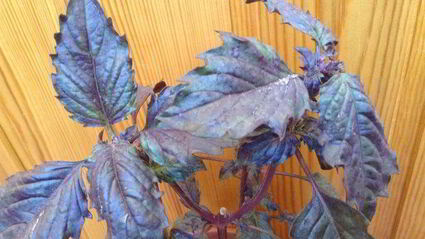 овощная долма