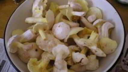 соленые маслята жареные