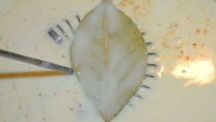 лазанья со шпинатом