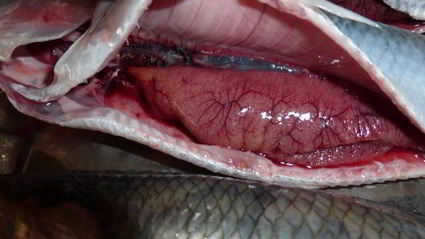 донская селедка жареная