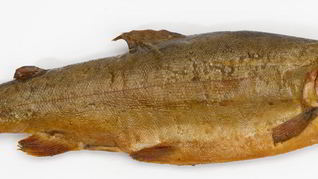 Лещ горячего копчения