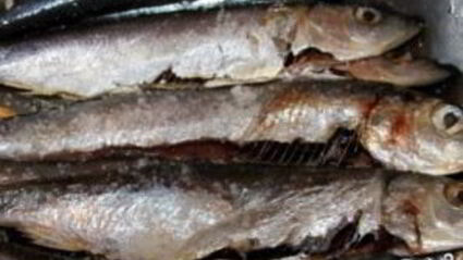 салака жареная