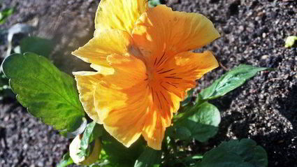 тефтельки с трехцветной пастой и овощной подливой