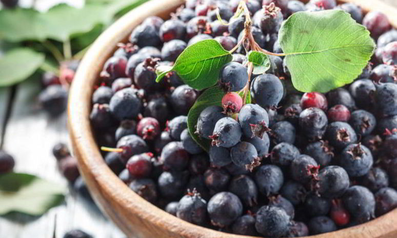 Рецепт домашнего вина из ирги