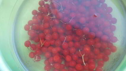 напиток из калины с мятой и медом