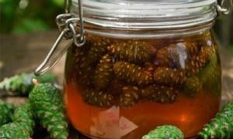 Рецепт сиропа из сосновых шишек