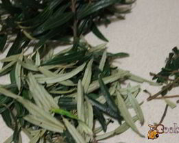 витаминный напиток из листьев облепихи с медом и мятой