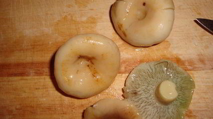 блинчики, фаршированные курицей и грибами