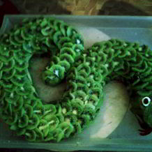 Торты на день рождения