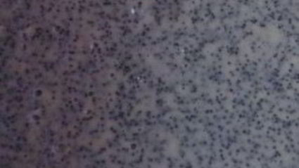 торт трехслойный