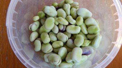 бобы на зиму