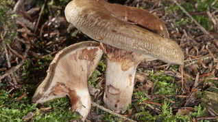 Грибы свинушки на зиму