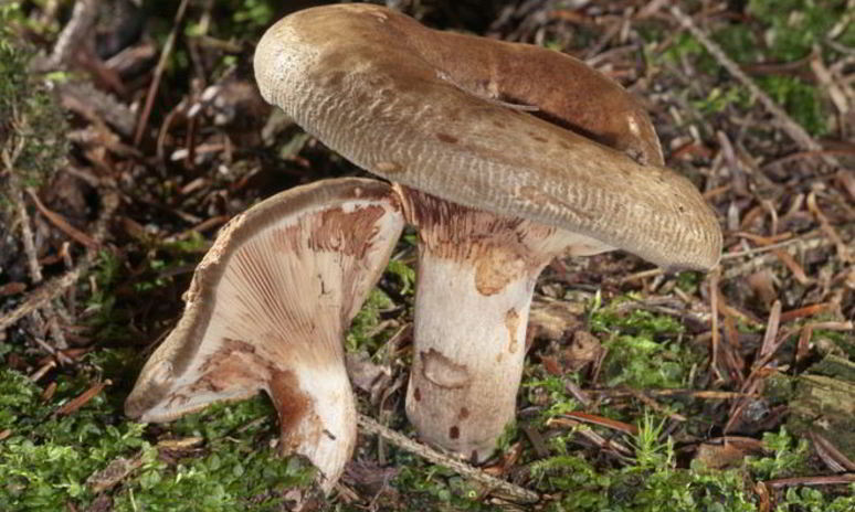 Рецепт грибов свинушки на зиму