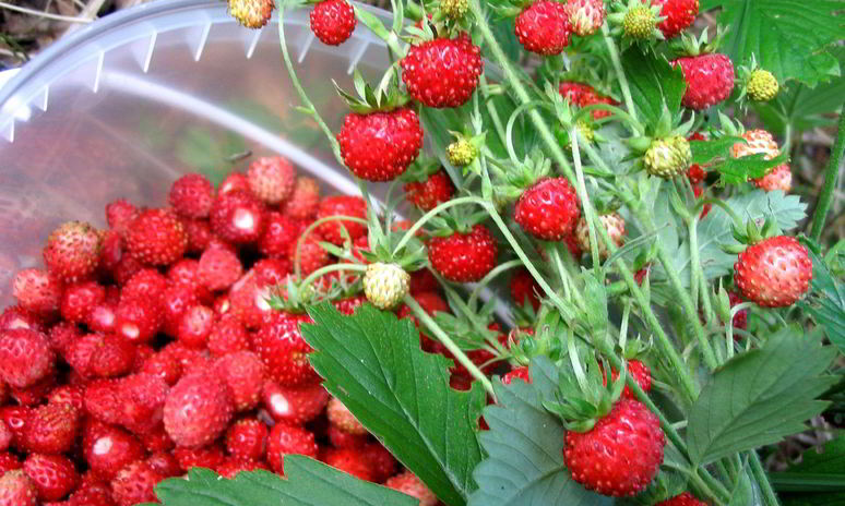 Рецепт компота из земляники на зиму