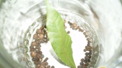 маринованная соломка из болгарского перца