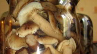 Маринованные опята с уксусом