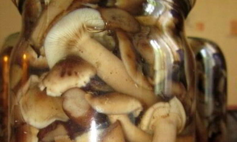 Рецепт маринованных опят с уксусом