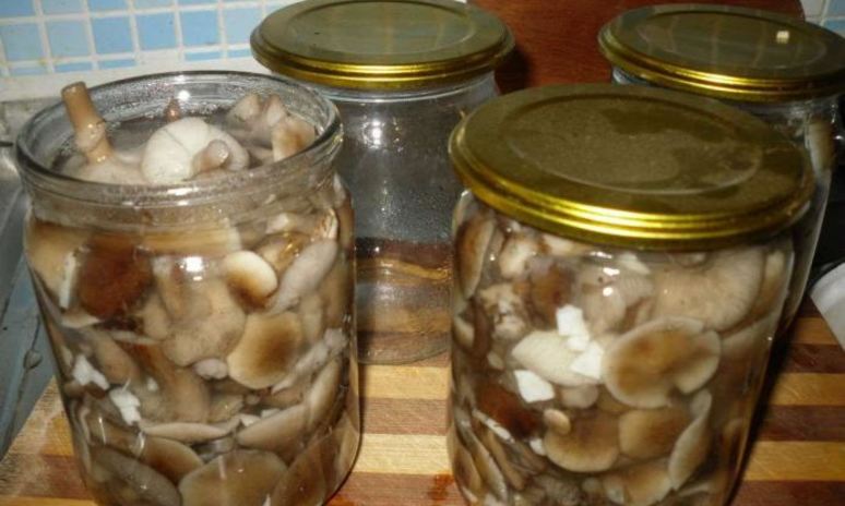 Рецепт маринованных опят