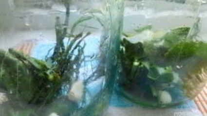 маринованные соленые огурцы