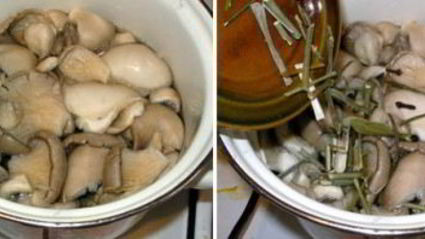 маринованные вешенки за сутки