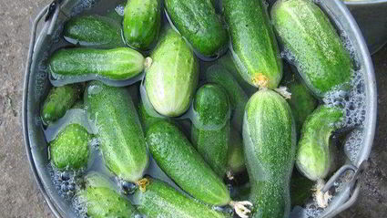 огурцы маринованные