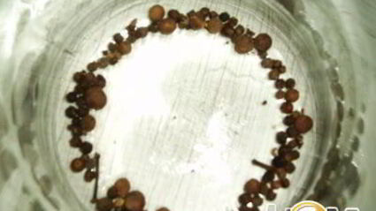 помидоры маринованные с базиликовым ароматом