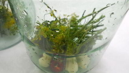 помидоры маринованные со сладким перцем и зернами горчицы