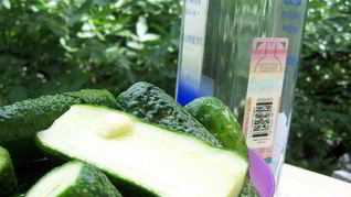 Малосольные огурчики в пакете