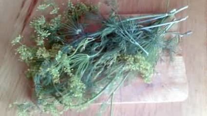 малосольные огурцы