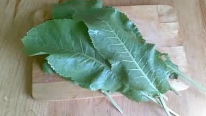 малосольные огурцы