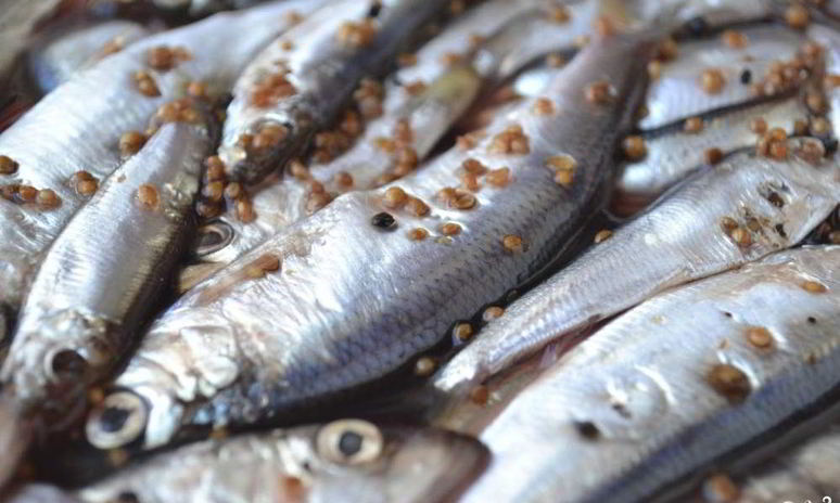 Рецепт салаки пряного посола