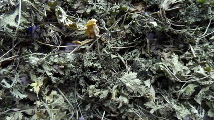 сушеная зелень на зиму