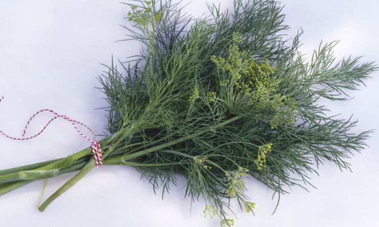 Рецепт укропа с чесноком