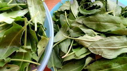 щавелевое варенье