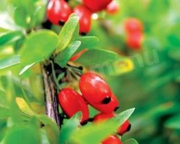 Варенье из барбариса