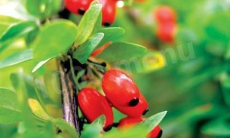 Рецепт варенья из барбариса