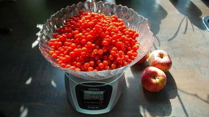 варенье из красной рябины