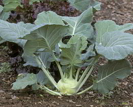 Заготовка из кольраби на зиму