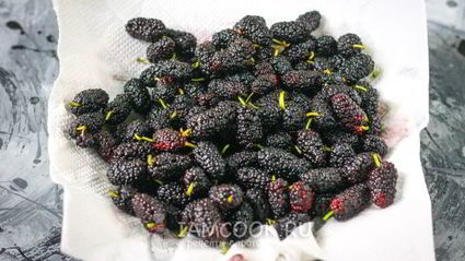 заморозка шелковицы на зиму