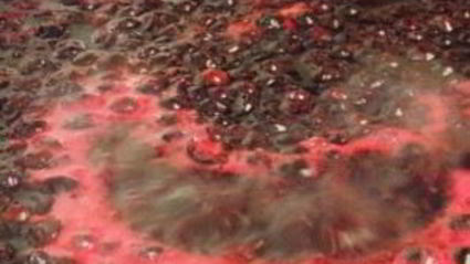 желе из черной смородины на зиму