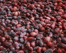 Жимолость на зиму