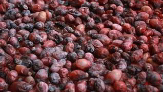 Жимолость на зиму