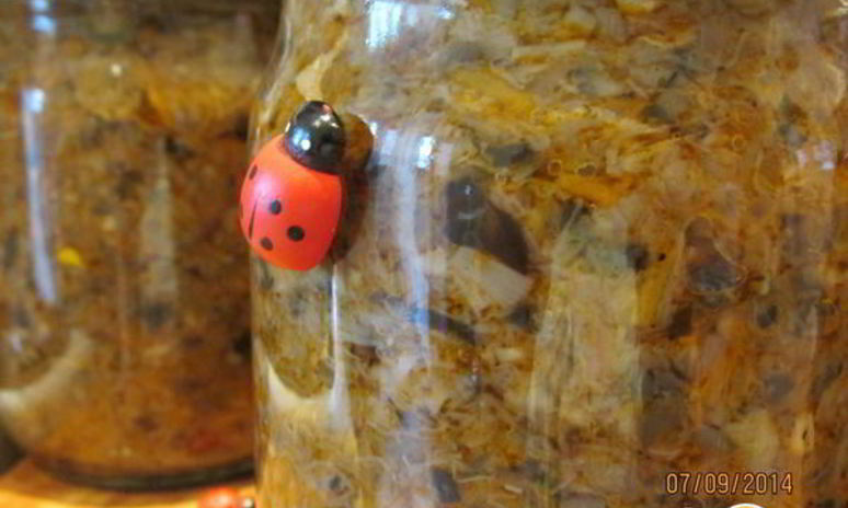 Рецепт икры грибной