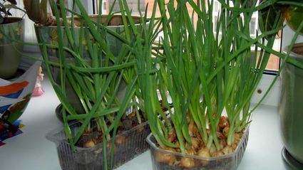 омлет с беконом для викингов и их сильных