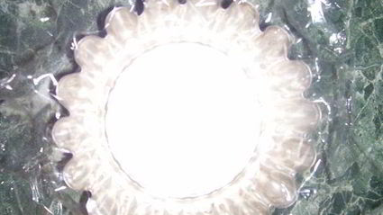 желированный паштет с сыром