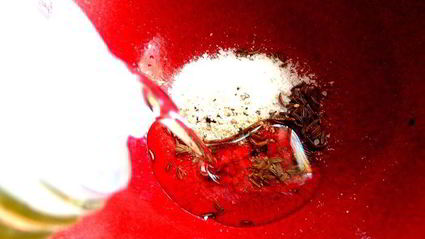 маринованные роллы из молодых кабачков